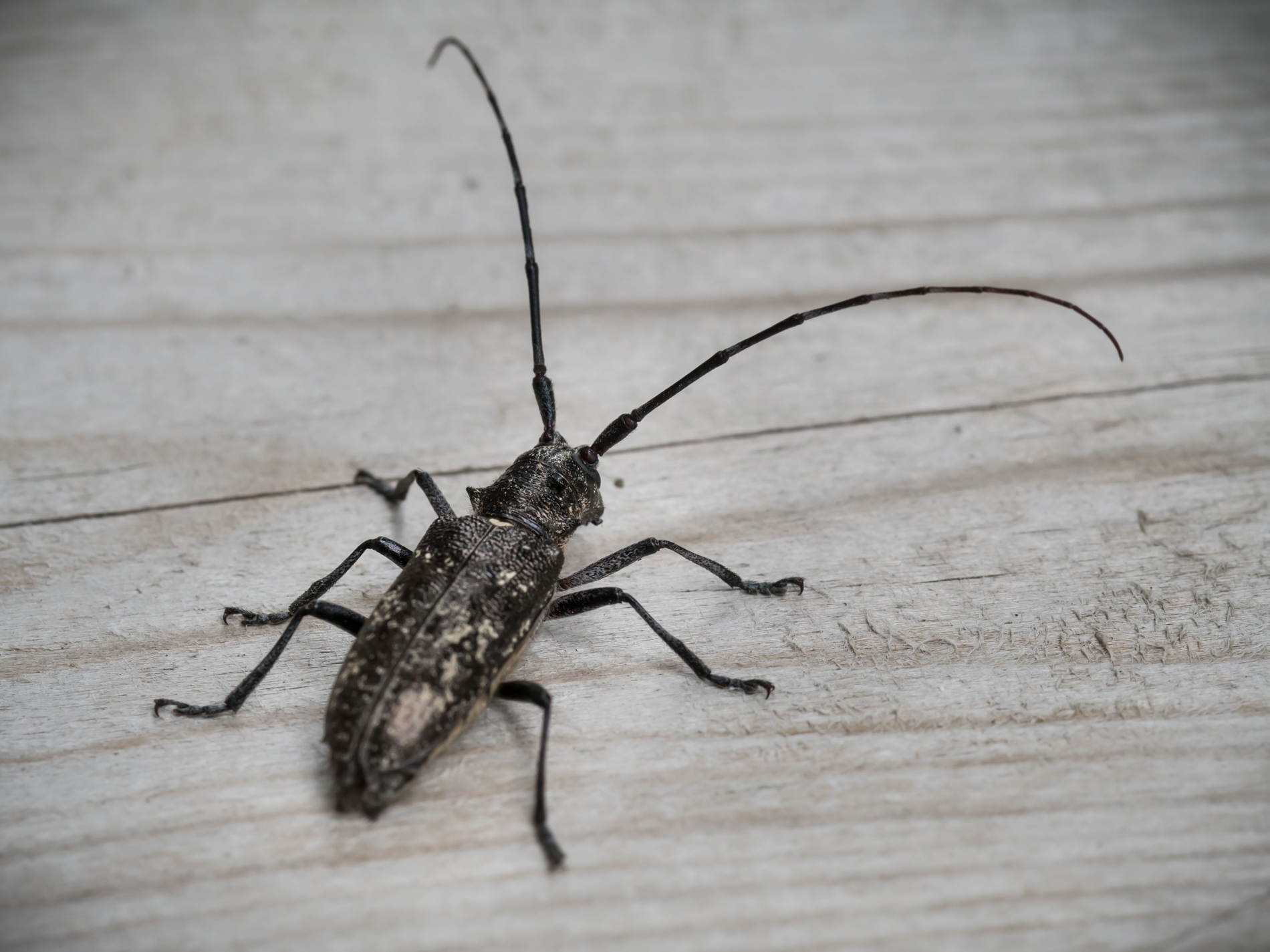 White spotted Sawyer Beetles ‘Spruce Bugs’ provide major help to